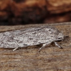 Agriophara undescribed species at Melba, ACT - 15 Nov 2020 11:28 PM