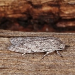 Agriophara undescribed species at Melba, ACT - 15 Nov 2020 11:28 PM