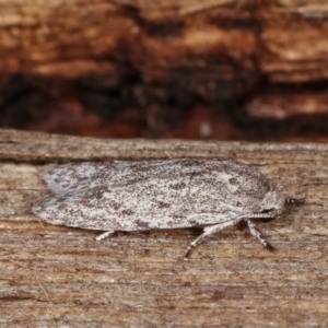 Agriophara undescribed species at Melba, ACT - 15 Nov 2020