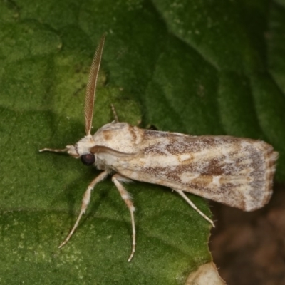 Eremochroa alphitias (Pale X-o Moth) at Melba, ACT - 15 Nov 2020 by kasiaaus