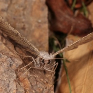 Isturgia penthearia at Melba, ACT - 15 Nov 2020 11:37 PM