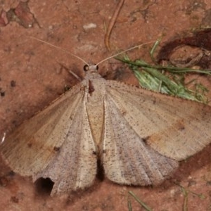 Isturgia penthearia at Melba, ACT - 15 Nov 2020 11:37 PM