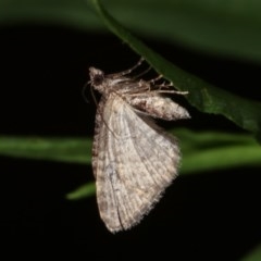 Phrissogonus laticostata at Melba, ACT - 15 Nov 2020