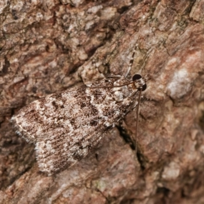 Scoparia syntaracta (A Pyralid moth) at Melba, ACT - 15 Nov 2020 by kasiaaus