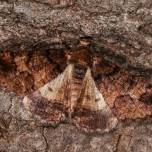 Cryphaea xylina at Melba, ACT - 15 Nov 2020