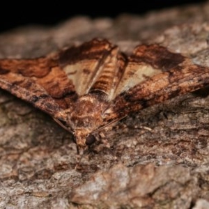 Cryphaea xylina at Melba, ACT - 15 Nov 2020 11:42 PM