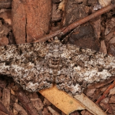 Unplaced externaria (Mahogany Bark Moth (formerly Hypomecis externaria)) at Melba, ACT - 15 Nov 2020 by kasiaaus