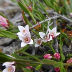 Boronia nana var. hyssopifolia at Yass River, NSW - suppressed