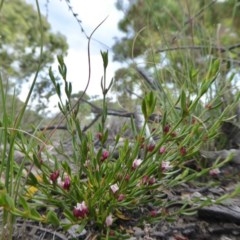 Boronia nana var. hyssopifolia at Yass River, NSW - suppressed