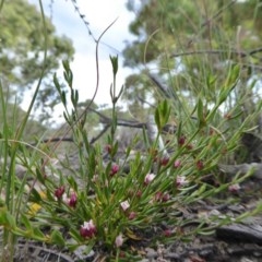Boronia nana var. hyssopifolia at Yass River, NSW - 10 Dec 2020