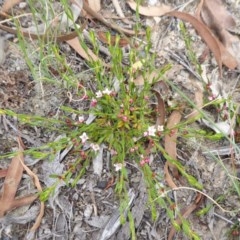 Boronia nana var. hyssopifolia at Yass River, NSW - suppressed