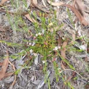 Boronia nana var. hyssopifolia at Yass River, NSW - suppressed