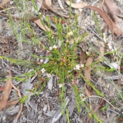 Boronia nana var. hyssopifolia at Yass River, NSW - 10 Dec 2020