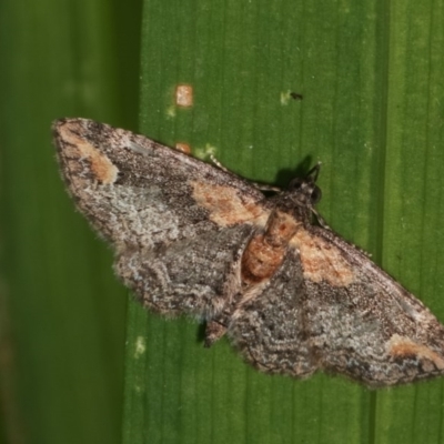 Chloroclystis filata (Filata Moth, Australian Pug Moth) at Melba, ACT - 15 Nov 2020 by kasiaaus