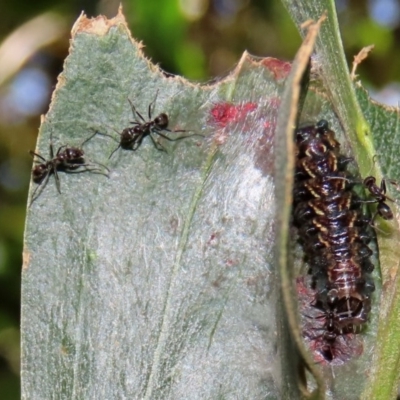 Iridomyrmex sp. (genus) (Ant) at Tidbinbilla Nature Reserve - 8 Dec 2020 by RodDeb
