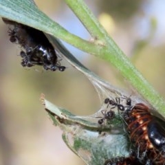 Iridomyrmex sp. (genus) at Paddys River, ACT - 8 Dec 2020