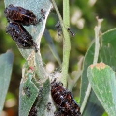 Iridomyrmex sp. (genus) at Paddys River, ACT - 8 Dec 2020