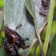 Iridomyrmex sp. (genus) at Paddys River, ACT - 8 Dec 2020