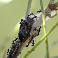 Iridomyrmex sp. (genus) at Paddys River, ACT - 8 Dec 2020