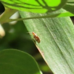 Galerucini sp. (tribe) (A galerucine leaf beetle) at Tidbinbilla Nature Reserve - 8 Dec 2020 by RodDeb