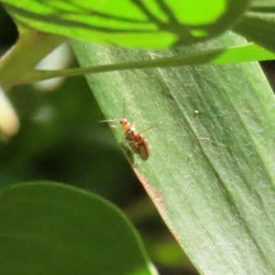 Galerucini sp. (tribe) (A galerucine leaf beetle) at Tidbinbilla Nature Reserve - 8 Dec 2020 by RodDeb