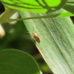 Galerucini sp. (tribe) (A galerucine leaf beetle) at Paddys River, ACT - 8 Dec 2020 by RodDeb
