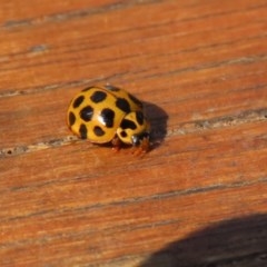 Harmonia conformis (Common Spotted Ladybird) at Tidbinbilla Nature Reserve - 8 Dec 2020 by RodDeb