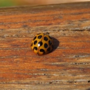 Harmonia conformis at Paddys River, ACT - 8 Dec 2020 02:19 PM