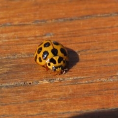 Harmonia conformis at Paddys River, ACT - 8 Dec 2020