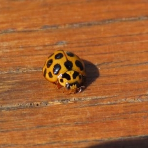 Harmonia conformis at Paddys River, ACT - 8 Dec 2020