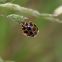 Harmonia conformis at Paddys River, ACT - 8 Dec 2020