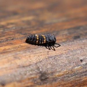 Harmonia conformis at Paddys River, ACT - 8 Dec 2020 02:19 PM