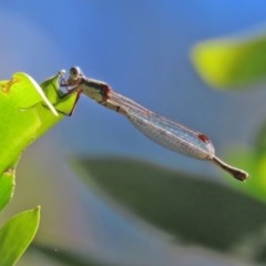 Austrolestes leda (Wandering Ringtail) at Tidbinbilla Nature Reserve - 8 Dec 2020 by RodDeb