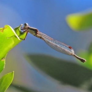 Austrolestes leda at Tidbinbilla Nature Reserve - 8 Dec 2020