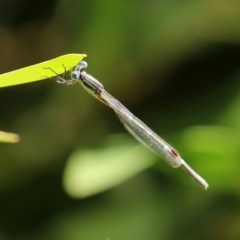 Austrolestes leda at Tidbinbilla Nature Reserve - 8 Dec 2020