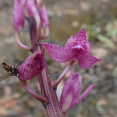Dipodium sp. (A Hyacinth Orchid) at Yass River, NSW - 10 Dec 2020 by SenexRugosus