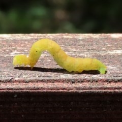 Lepidoptera unclassified IMMATURE moth at Tidbinbilla Nature Reserve - 8 Dec 2020 by RodDeb