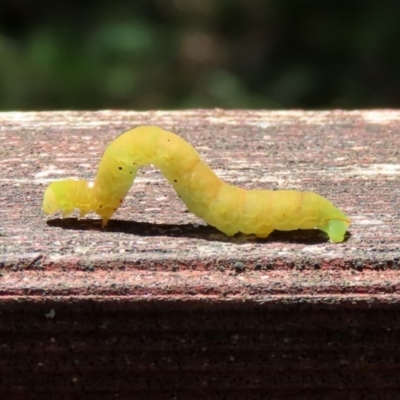 Lepidoptera unclassified IMMATURE (caterpillar or pupa or cocoon) at Paddys River, ACT - 8 Dec 2020 by RodDeb