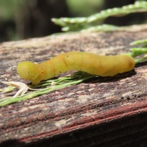 Lepidoptera unclassified IMMATURE at Paddys River, ACT - 8 Dec 2020