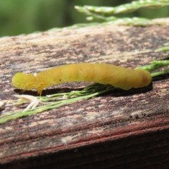 Lepidoptera unclassified IMMATURE at Paddys River, ACT - 8 Dec 2020