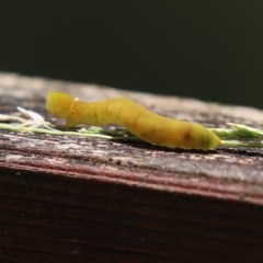 Lepidoptera unclassified IMMATURE at Paddys River, ACT - 8 Dec 2020