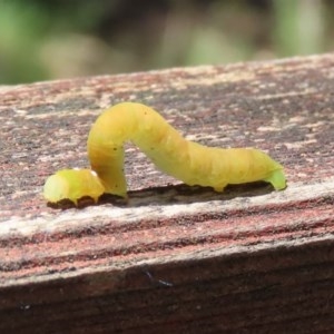 Lepidoptera unclassified IMMATURE at Paddys River, ACT - 8 Dec 2020