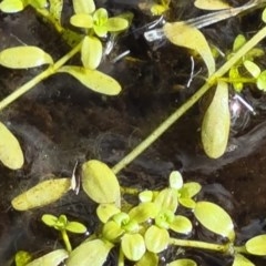 Callitriche stagnalis (Common Starwort) at Paddys River, ACT - 7 Dec 2020 by Jiggy