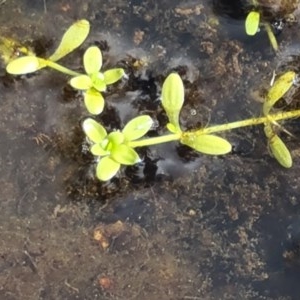 Callitriche stagnalis at Paddys River, ACT - 7 Dec 2020