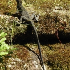 Intellagama lesueurii (Australian Water Dragon) at Mittagong - 8 Dec 2020 by GlossyGal