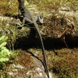 Intellagama lesueurii at Welby, NSW - 9 Dec 2020