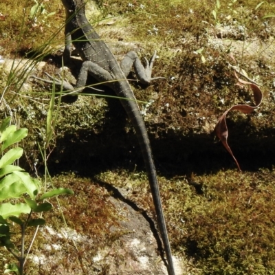 Intellagama lesueurii (Australian Water Dragon) at Mittagong - 8 Dec 2020 by GlossyGal