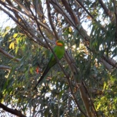 Polytelis swainsonii (Superb Parrot) at Hughes Grassy Woodland - 8 Dec 2020 by JackyF