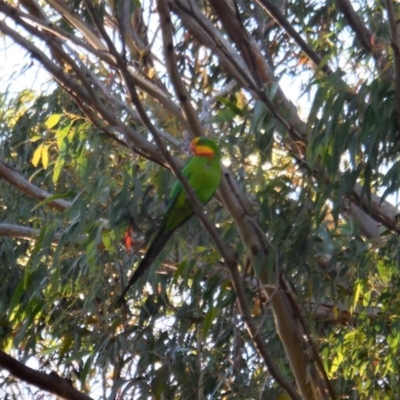 Polytelis swainsonii (Superb Parrot) at Hughes Grassy Woodland - 8 Dec 2020 by JackyF