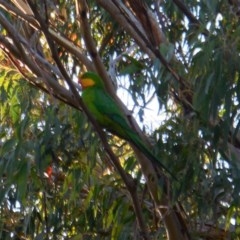 Polytelis swainsonii at Deakin, ACT - 8 Dec 2020